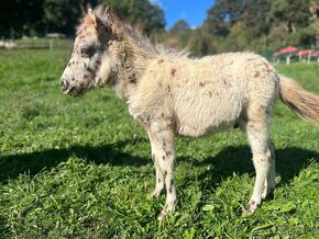 Predám poníka šlachtěna miniappaloosa - 8