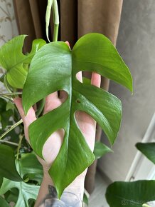 Rhaphidophora tetrasperma (Monstera Minima) - 8