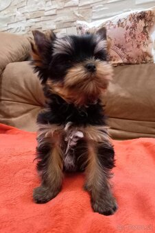 YORKSHIRE TERRIER  - psík s PP - 8