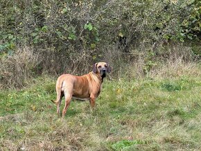 BRAZILSKÁ FILA /FILA BRASILEIRO/ štěňata s PP - 8