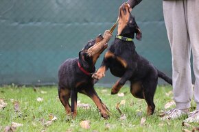 Beauceron s PP - 8