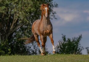 Prodám QH APHA palomino/overo hřebečka - 8