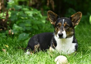 Welsh Corgi Cardigan -  k odběru - 8