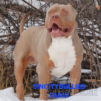 AMERICAN BULLY - 8