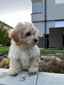 Maltipoo - šteniatko, predbežne rezervácia - 8