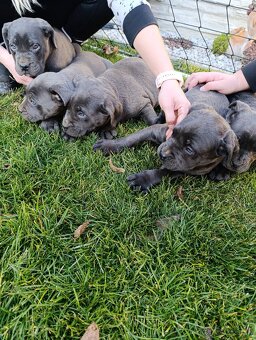 Cane corso modré šteniatka - 8