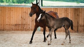 Letošní American Quarter Horse black klisna, vnučka Gunnera - 8