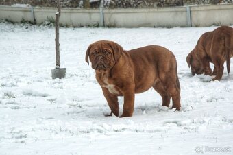 Bordeauxská doga, Dogue de Bordeaux, Bordo doga - 8