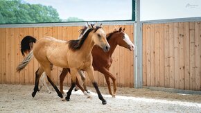 American Quarter Horse buckskin klisna, nominace na Futurity - 8