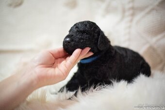 Curly Coated Retriever s PP - 8