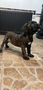 Cane corso šteniatka - 8