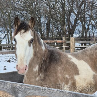 APH APHA PAINT HORSE ŽREBEC pripúšťanie - 8