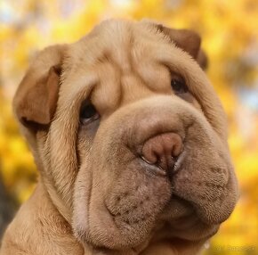 Šarpej, Sharpej, Shar-pei s PP - 8