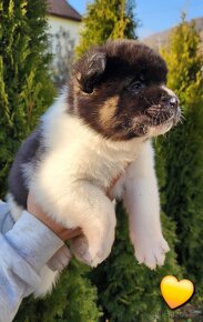 Americká akita (American akita) - 8