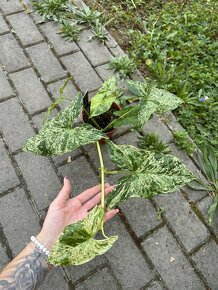 Syngonium Mottled Mojito - 8