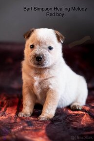 ACD Austrálsky dobytkársky pes CATTLE DOG - 8