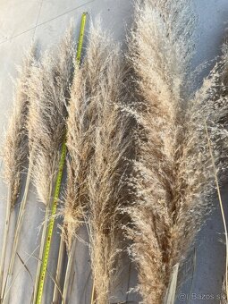 Dekorácia sušená pampas tráva - 8