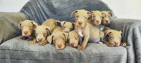 Americký pitbulterier pitbull pit bull silverfawn lilac rare - 8