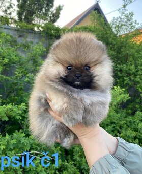 Pomeranian mini Boo - 8