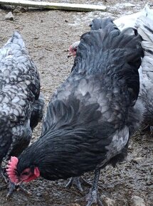 Australorp kohuty - 8