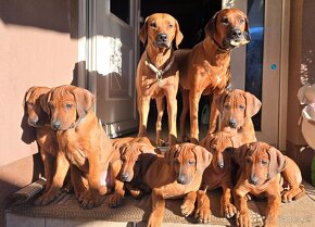 Rhodesian Ridgeback s PP - 8