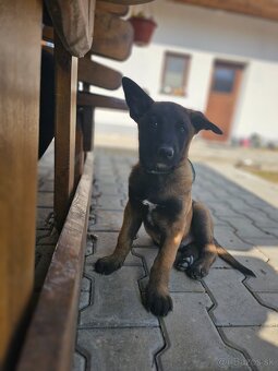 Belgický ovčiak Malinois s PP VOĽNÝ PSÍK - 8