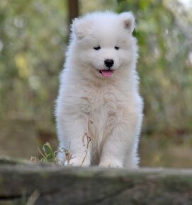 Samojed s PP LA TORRE ROJA - 8