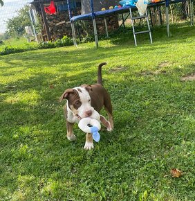 American bully Classic / Standard k odběru - 8