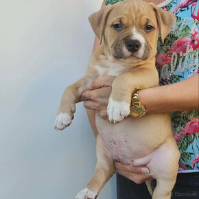 American bully pocket - 8