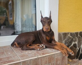 DOBERMAN ŠTENIATKA S FCI P.P - 8