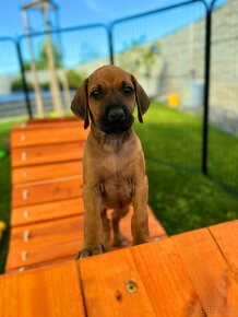 Rhodesian Ridgeback - 8