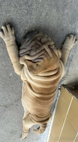 Shar-pei psík ,sarpei, šarpej - 8