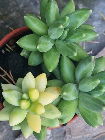 Pachyphytum compactum f.cristata variegata - 8