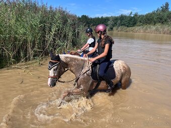 Hobby palomino kobyla na predaj, 8r. - 8