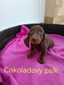 Jazvečík trpaslici cokoladovy, izabela merle, modry - 8