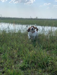 Basset Hound Bicolor - 8