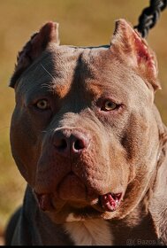 American Bully XL - 8