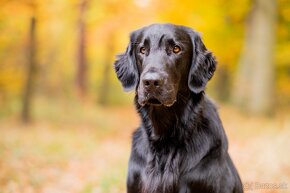 Flat coated retriever - 8