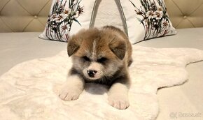 Akita Inu - 8