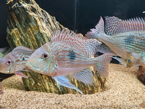 Geophagus Sveni WF - 8