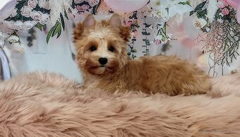 Yorkshire terrier, Yorkshire,York s PP - 8