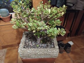 ♦♦ BONSAI -fikus ♦♦.... - 8