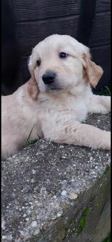 Zlatý Retriever - 8