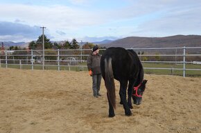 Predám ťažnú kobylu - percheron - 8