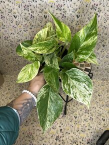 Epipremnum Marble QUEEN - 8