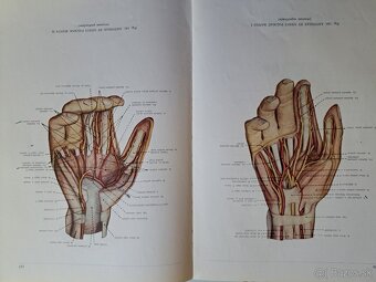 Anatómia človeka. - 8