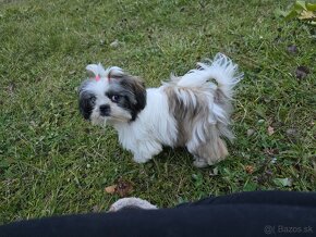 Mini Shi-tzu - 8