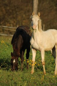 Fewspot Appaloosa colt - 9