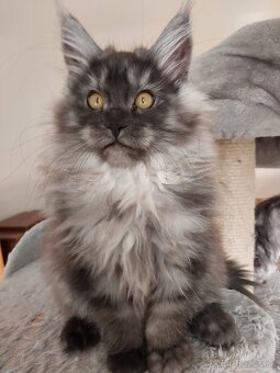 MAINE COON - Mainská mývalia s PP - 9