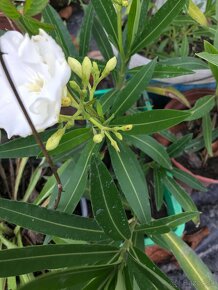 Predám OLEANDRE..OLEANDER - 9